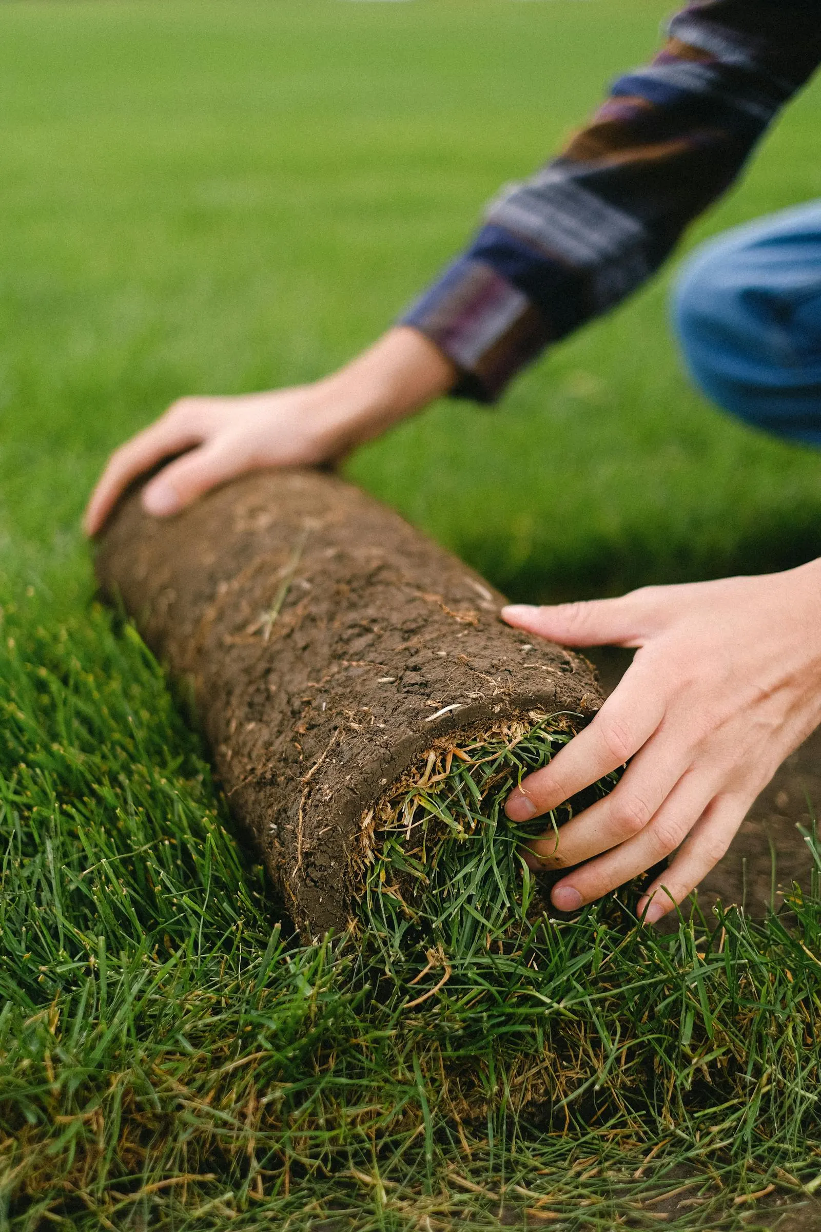 Unrolling fresh sod onto prepared ground