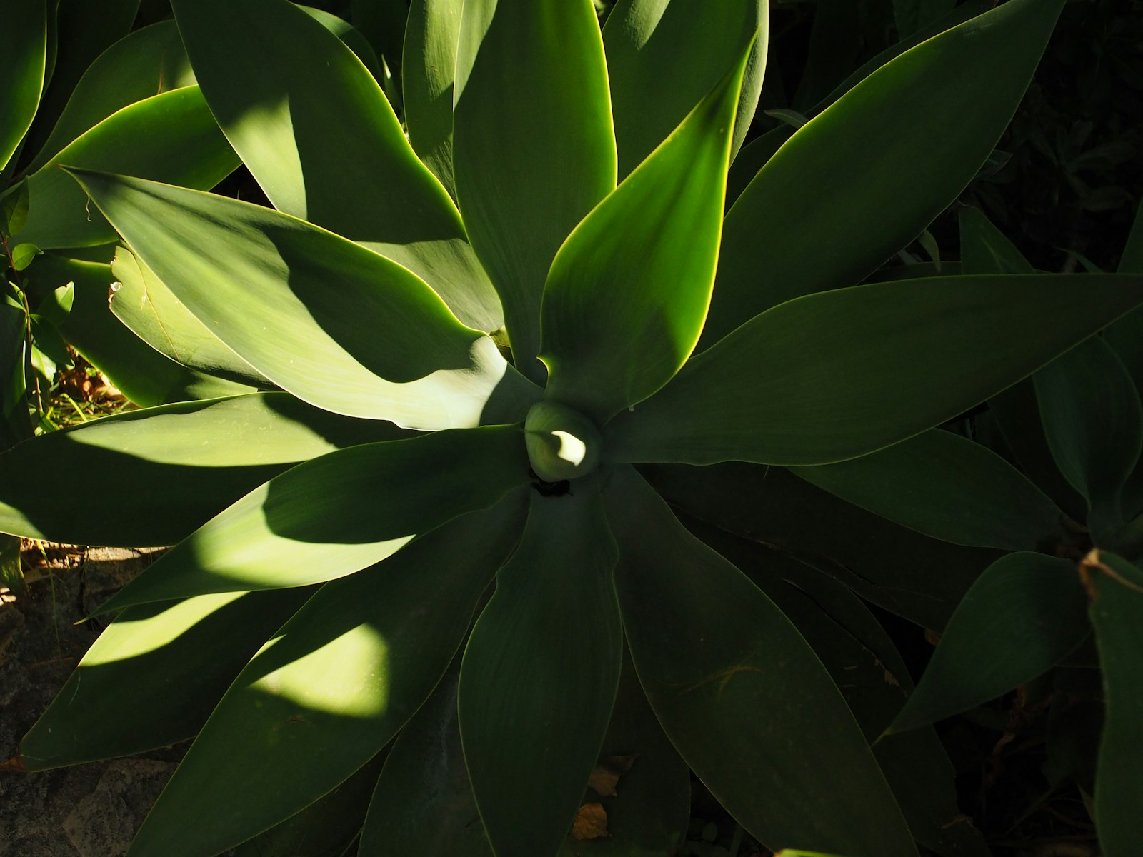 Agave leaves in raking afternoon sunlight, native desert plant detail