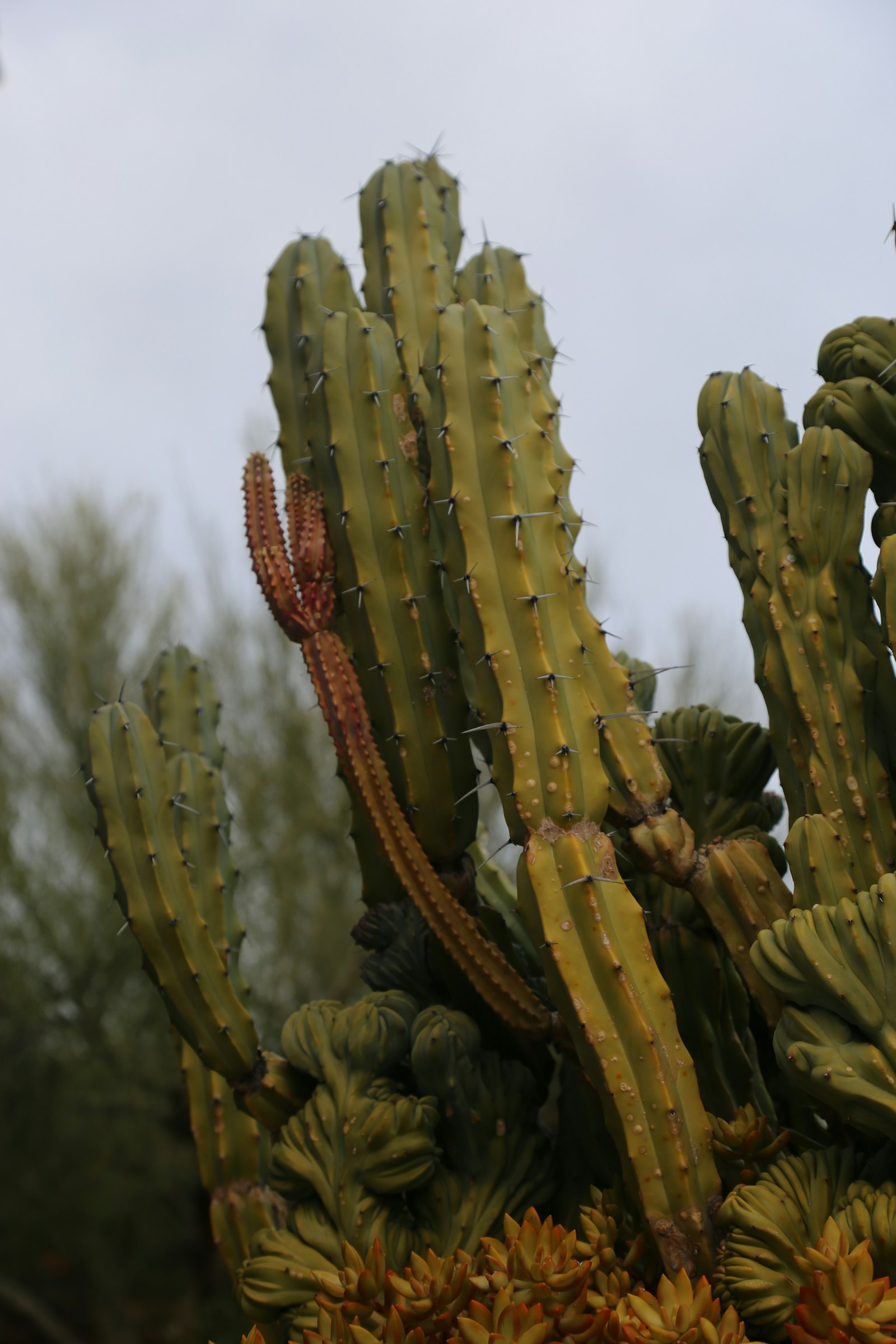 Arizona cacti and rock landscape in a Sonoran front yard