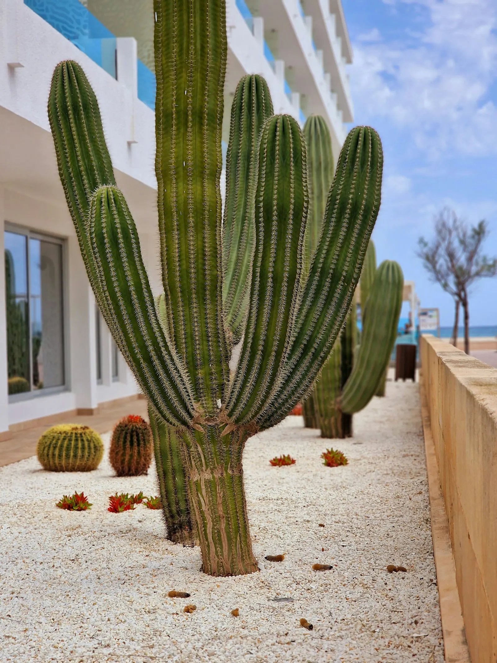 Decomposed-granite walkway flanked by cacti in a designed desert garden