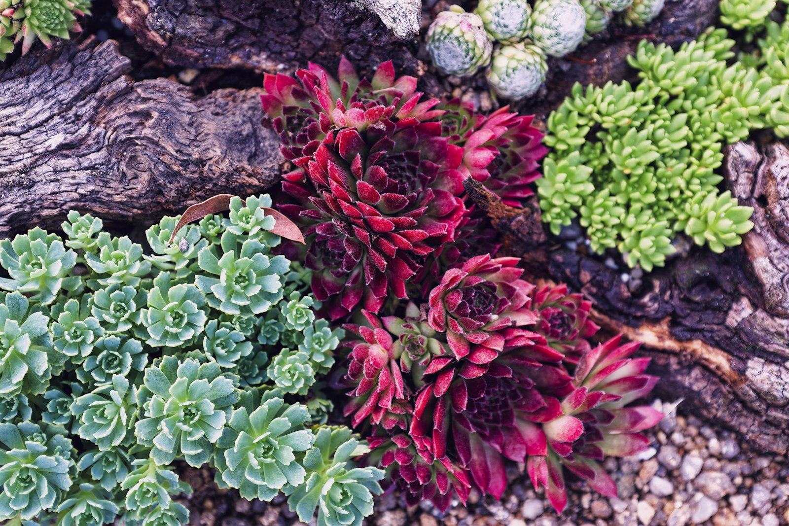 Succulents and decorative bark in a desert planting bed