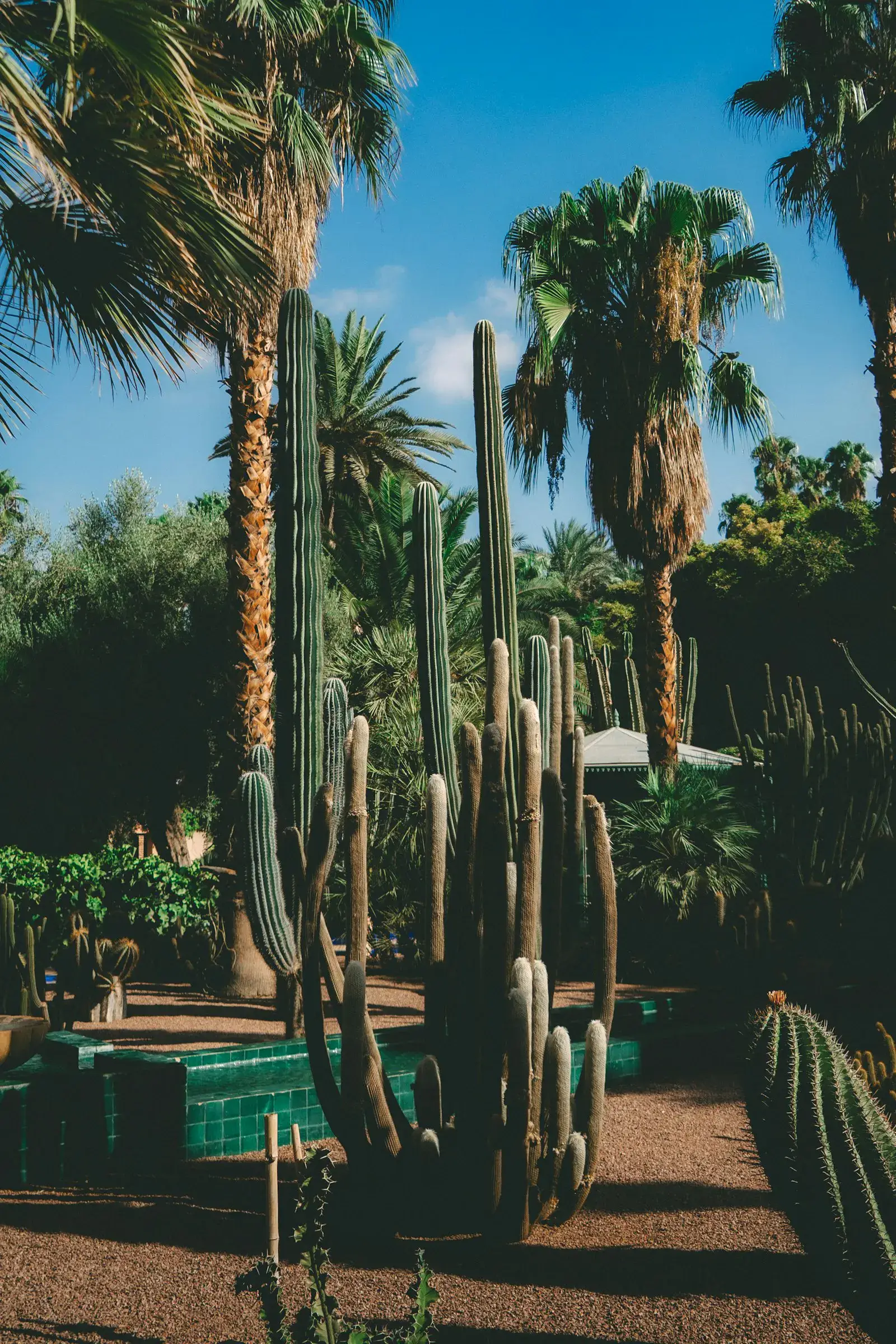 Tall cacti and palms in a xeriscaped desert front yard